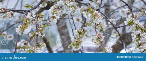 Cherry Blossoms And Snowfall In Spring Garden Stock Photo Image Of