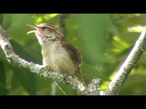 Carolina Wren Singing Its Song And Fluffing Youtube