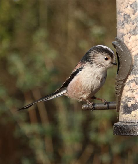 Long Tailed Tit Close Up Free Image Download
