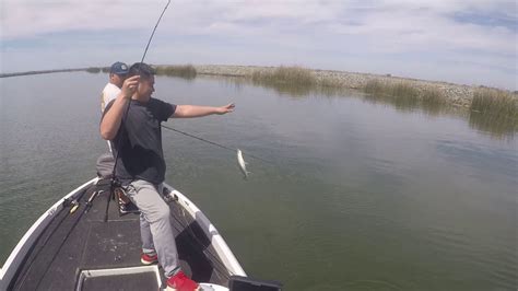 CA Delta Striped Bass Fishing YouTube