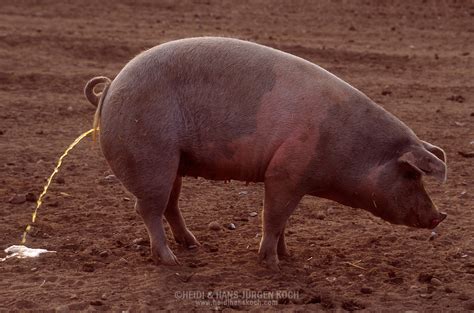 Domestic Pig Sus Scrofa F Domestica Sow Urinating On The Dried Out