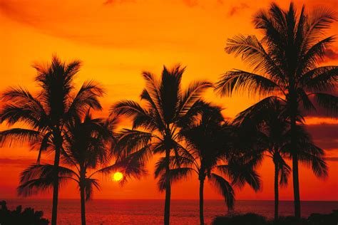 Rows Of Palm Trees Silhouetted By Fiery Orange Sunset Over Ocean