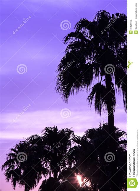 Palm Tree At Sunset Stock Photo Image Of Tree Sunrise
