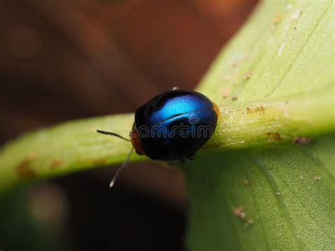 Blues Clues Ladybug