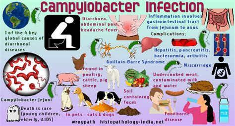 Pathology Of Campylobacter Infection Campylobacteriosis Dr Sampurna