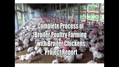 Complete Process Of Broiler Poultry Farming With Broiler Chickens