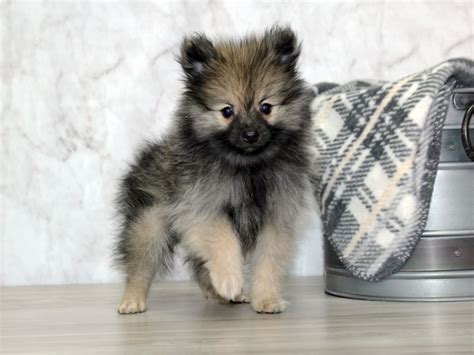 Pomeranian Dog Male Wolf Sable 3494573 Petland Lewis Center