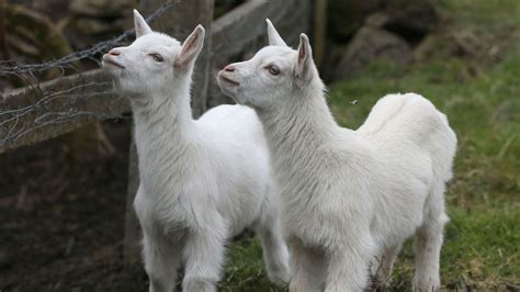 Geeps Goat Has Hybrid Twins After Her Dalliance With A Ram News