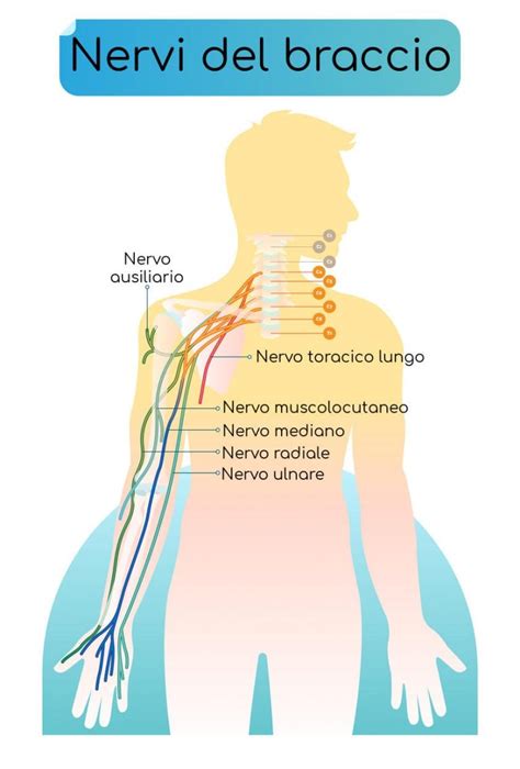 Nervo Ulnare Tra Compressione E Infiammazione