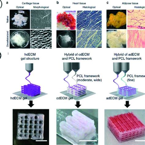 3d Printing Of Decm Bioinks A Optical And Microscopic Images Of
