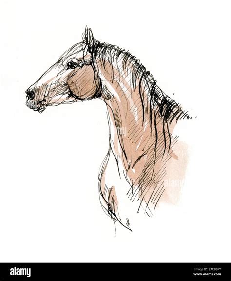 Horse Head Illustration Stock Photo Alamy