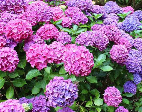 How To Grow And Care For Hydrangeas