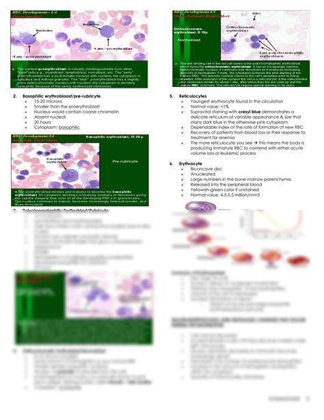 Solution Anatomy And Histology Of Myeloid Tissue Studypool