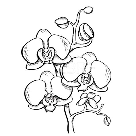 Orchid Orchid Drawing Orchids Painting Flower Drawing