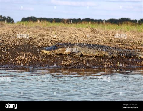 American Alligator Resting On Riverbank Feet In Mud Alligator