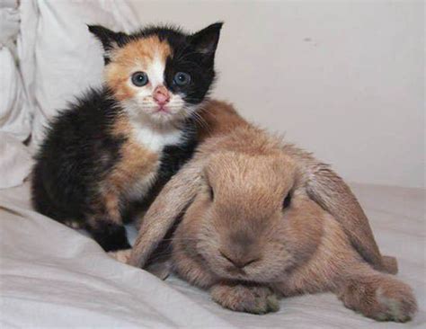 Orphan Kitten Adopted By Rabbit And Rescue Cat Love Meow
