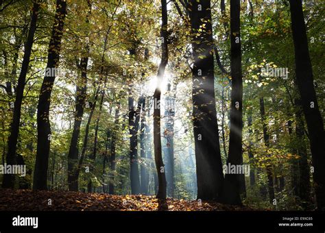 Mysterious Dark Autumn Forest Landscape With Sunbeams Stock Photo Alamy