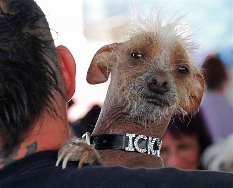 Worlds Ugliest Dogs Photos Image 51 Abc News