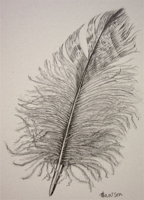 Feather Pencil Drawing At Getdrawings Free Download