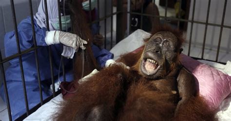 Orangutan Blinded After Being Shot Dozens Of Times With Air Gun