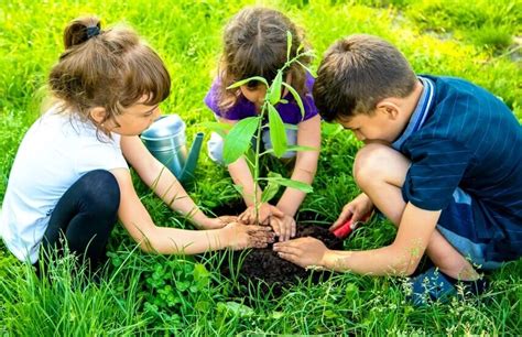 How To Conduct A Tree Planting Activity With Kids