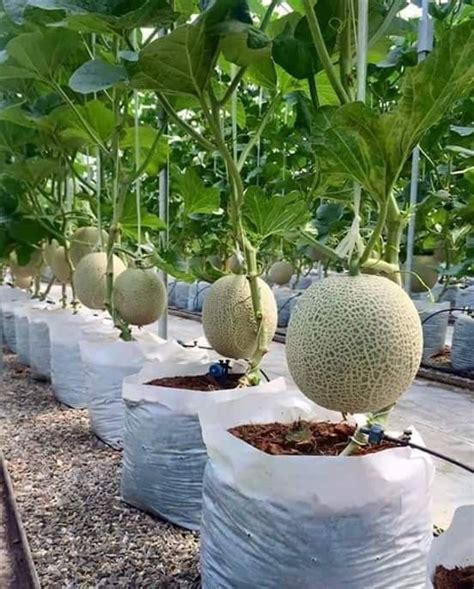 How To Grow Melons Vertical Vegetable Gardens Vegetable Garden For
