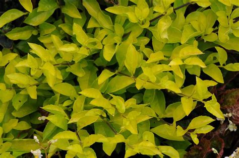 Maybe you would like to learn more about one of these? Duranta erecta 'Cuban Gold' - Deco-Style