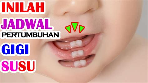 Çè, milk, tooth, braces, gerham, old house, whole milk, toothbrush, human teeth. Kapan Pertumbuhan Gigi Susu Bayi ? - YouTube