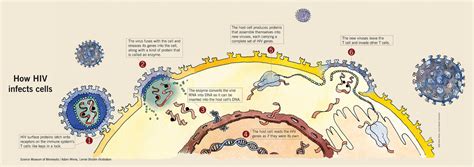 Smell training can help fix distortions caused by viruses ». Microbe Illustrations | Biology of Human/World of Viruses