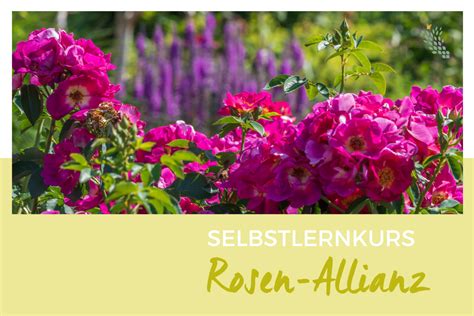 Online Kurs Rosen Allianz Von Pflanzexpertin Petra Pelz Campus