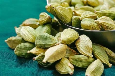 Agribegri How To Grow Cardamom Elaichi From Seeds At Home Soil