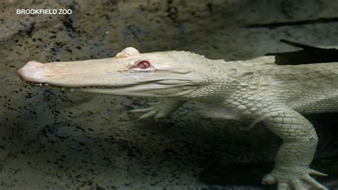 Snowflake A Rare Albino American Alligator To Reside At