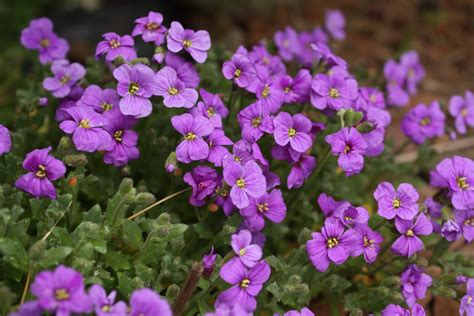 Name Of Purple Spring Flowers