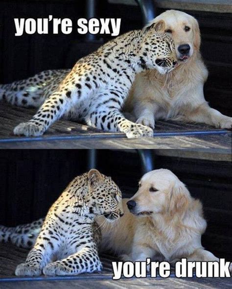 19 Very Funny Leopard Meme That Make You Smile Memesboy