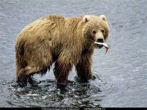 Polar Bear National Geographic Photo 6903568 Fanpop