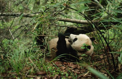 Species Of The Week The Giant Panda Wwfca
