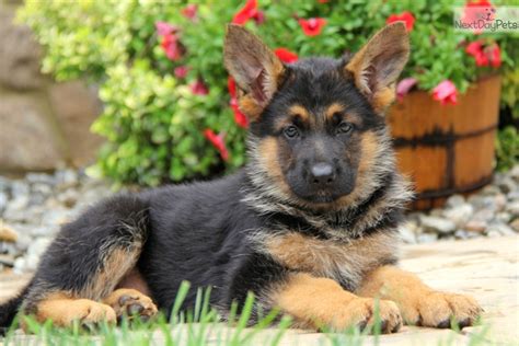 We specialize in purebred akc german shepherd puppies! German Shepherd puppy for sale near Lancaster ...