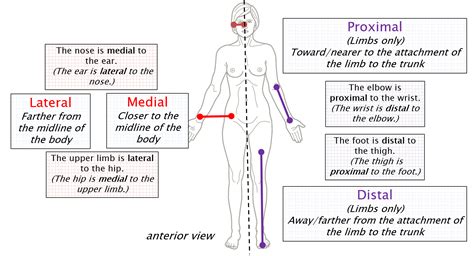 Blank Anatomical Position Diagram Skeletal System Labeled Diagrams Of