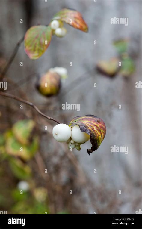Symphoricarpos Albus Common Snowberry In Autumn Stock Photo Alamy