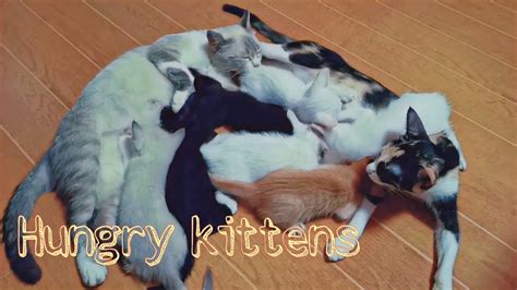 Mommy Cats And The Hungry Kittens Youtube