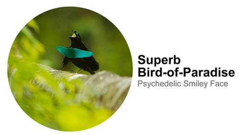 Superb Bird Of Paradise Psychedelic Smiley Face Youtube