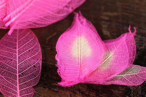 100 X Natural Skeleton Leaves Pink Rubber Approx 26 8 Cm Craft