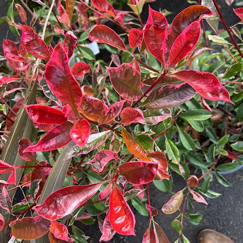 Buy Photinia X Fraseri Pink Marble 10 Litre Available For Sale Online