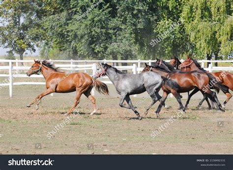 Group Majestic Horses Running Corral Stock Photo 2158492331 Shutterstock