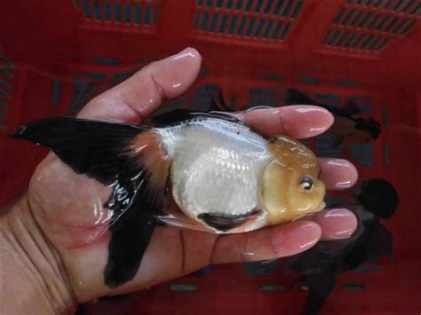 Rare Goldfish Imports Fly Into Star Fisheries Practical Fishkeeping