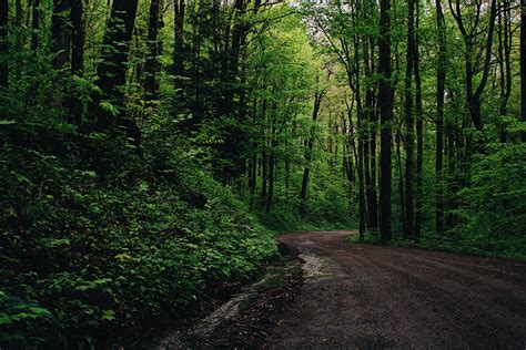 Green Leafed Trees Beside Road · Free Stock Photo