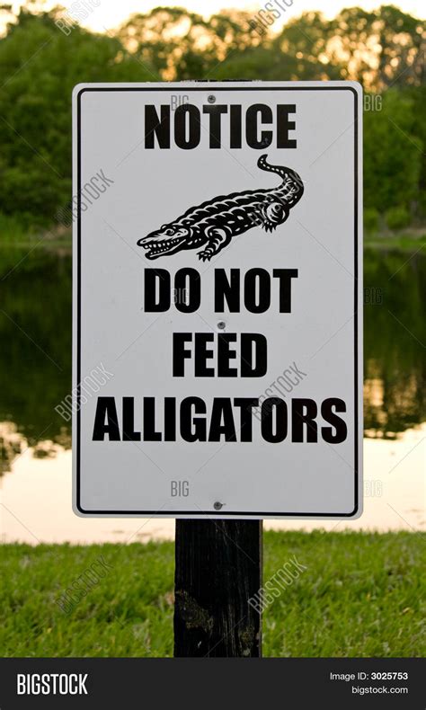 Do Not Feed Alligators Image And Photo Free Trial Bigstock