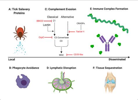 immune evasion strategies used by borrelia in the mammalian host as download scientific