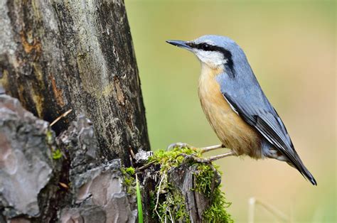 Photonature Passeriformes I