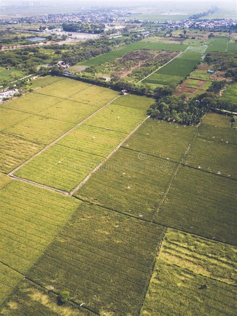 Aerial View Traditional Farm With Farmer Stock Photo Image Of Yellow
